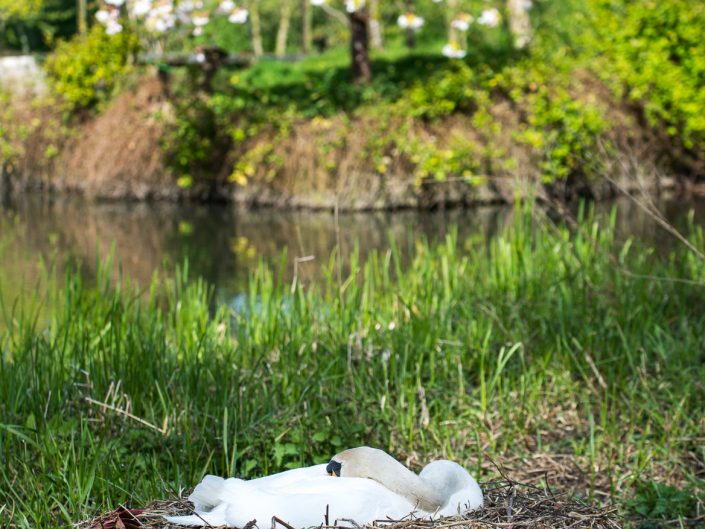 Nesting Swan