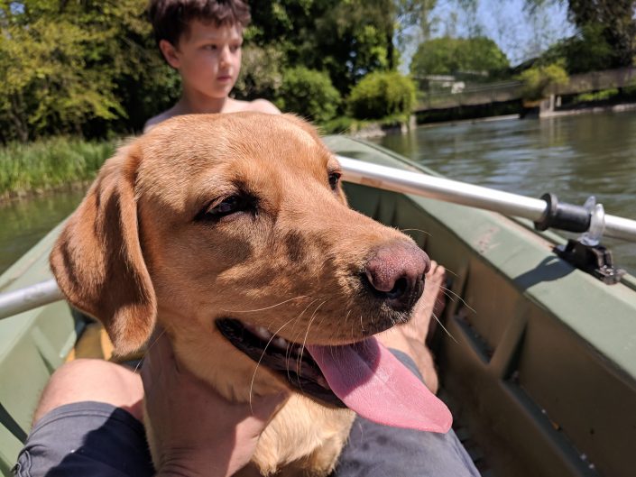 Boating Dog