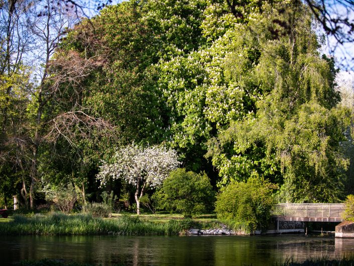 Mill Pond in Spring