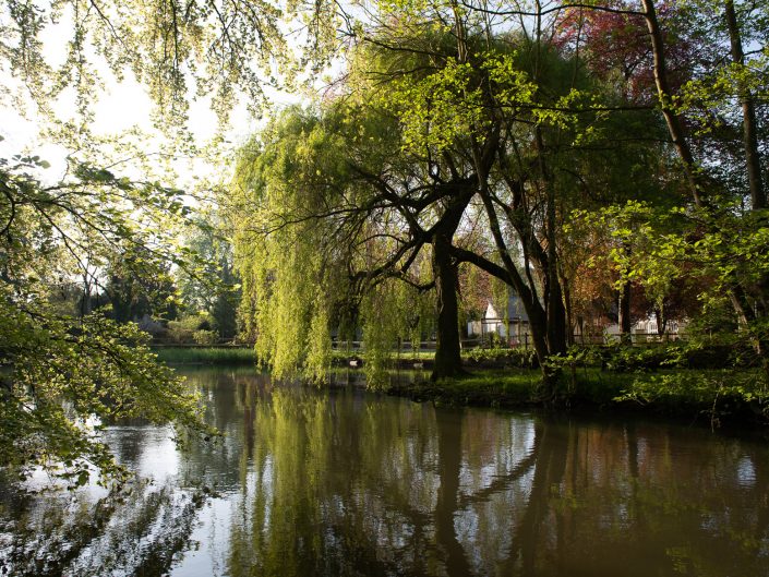 Weeping Willow